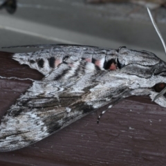 Agrius convolvuli at Lilli Pilli, NSW - 7 Oct 2020 11:30 PM