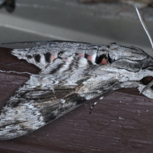 Agrius convolvuli at Lilli Pilli, NSW - 7 Oct 2020