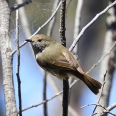 Acanthiza pusilla (Brown Thornbill) at Farrer, ACT - 4 Oct 2020 by MatthewFrawley