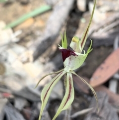 Caladenia atrovespa (Green-comb Spider Orchid) at O'Connor, ACT - 8 Oct 2020 by Groakes