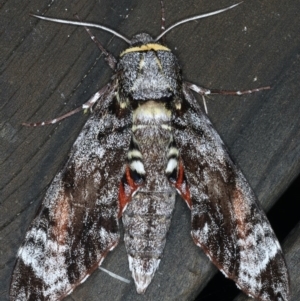 Tetrachroa edwardsi at Lilli Pilli, NSW - 7 Oct 2020