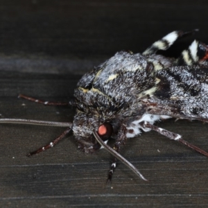 Tetrachroa edwardsi at Lilli Pilli, NSW - 7 Oct 2020