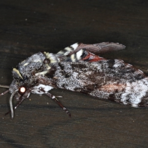 Tetrachroa edwardsi at Lilli Pilli, NSW - 7 Oct 2020