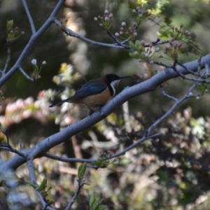 Acanthorhynchus tenuirostris at Wamboin, NSW - 4 Sep 2020 12:18 PM