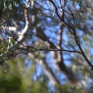 Acanthorhynchus tenuirostris at Wamboin, NSW - 4 Sep 2020