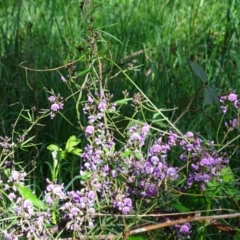 Glycine clandestina (Twining Glycine) at Jerrabomberra, ACT - 8 Oct 2020 by Mike