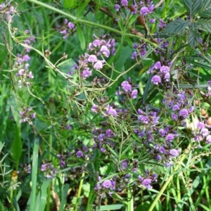 Glycine clandestina at Jerrabomberra, ACT - 8 Oct 2020