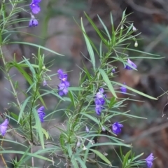 Solanum linearifolium (Kangaroo Apple) at Jerrabomberra, ACT - 8 Oct 2020 by Mike