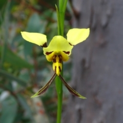 Diuris sulphurea (Tiger Orchid) at Jerrabomberra, ACT - 8 Oct 2020 by Mike