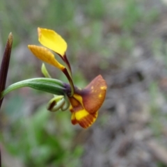 Diuris semilunulata (Late Leopard Orchid) at Tuggeranong DC, ACT - 8 Oct 2020 by Mike