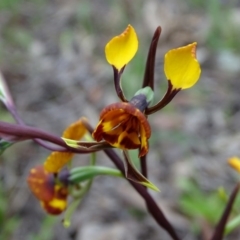 Diuris semilunulata at Tuggeranong DC, ACT - suppressed