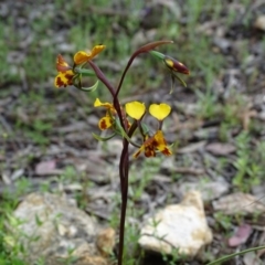 Diuris semilunulata at Tuggeranong DC, ACT - suppressed