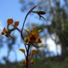 Diuris semilunulata at Tuggeranong DC, ACT - suppressed