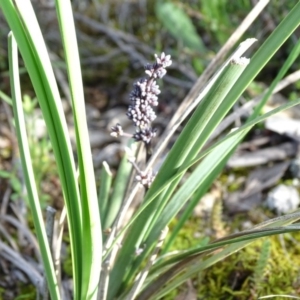 Lomandra multiflora at Tuggeranong DC, ACT - 8 Oct 2020 03:56 PM