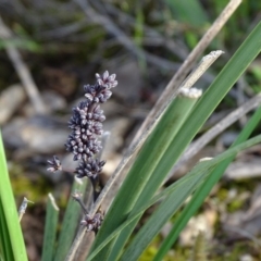 Lomandra multiflora at Tuggeranong DC, ACT - 8 Oct 2020