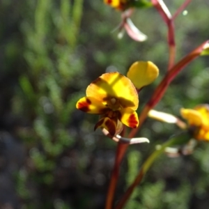 Diuris semilunulata at Tuggeranong DC, ACT - suppressed