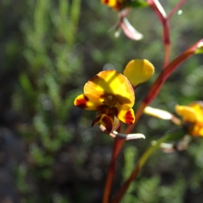 Diuris semilunulata (Late Leopard Orchid) at Tuggeranong DC, ACT - 8 Oct 2020 by Mike