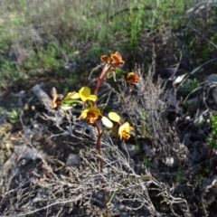 Diuris semilunulata at Tuggeranong DC, ACT - 8 Oct 2020