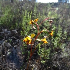 Diuris semilunulata at Tuggeranong DC, ACT - 8 Oct 2020