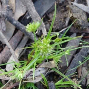 Juncus capitatus at Jerrabomberra, ACT - 8 Oct 2020 04:25 PM