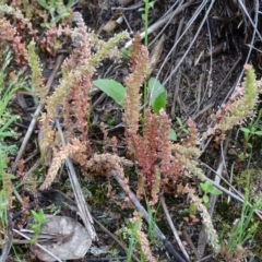 Crassula sieberiana (Austral Stonecrop) at Wanniassa Hill - 8 Oct 2020 by Mike