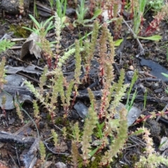 Crassula sieberiana at Jerrabomberra, ACT - 8 Oct 2020