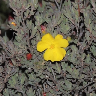 Hibbertia obtusifolia (Grey Guinea-flower) at Melrose - 30 May 2020 by michaelb