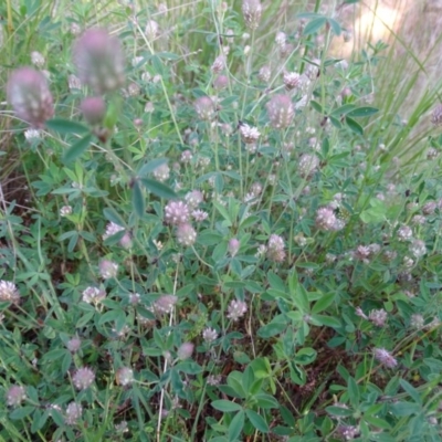 Trifolium arvense var. arvense (Haresfoot Clover) at Isaacs, ACT - 8 Oct 2020 by Mike