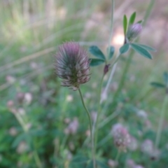 Trifolium arvense var. arvense at Isaacs, ACT - 8 Oct 2020