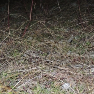 Tripogonella loliiformis at Chisholm, ACT - 30 May 2020