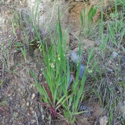 Briza maxima (Quaking Grass, Blowfly Grass) at Isaacs Ridge and Nearby - 8 Oct 2020 by Mike