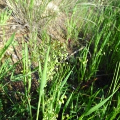 Briza minor (Shivery Grass) at Isaacs Ridge and Nearby - 8 Oct 2020 by Mike