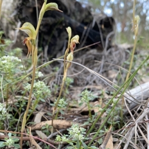 Oligochaetochilus aciculiformis at Downer, ACT - 8 Oct 2020