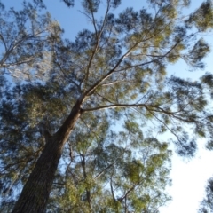 Eucalyptus elata (River Peppermint) at Mogilla, NSW - 2 Oct 2020 by JackieLambert