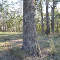 Eucalyptus elata at Mogilla, NSW - 3 Oct 2020 08:28 AM