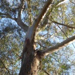 Eucalyptus elata at Mogilla, NSW - 3 Oct 2020 08:28 AM