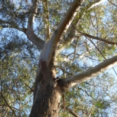 Eucalyptus elata at Mogilla, NSW - 3 Oct 2020