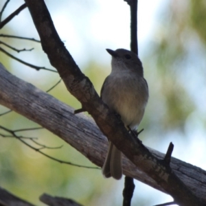 Pachycephala pectoralis at Mogilla, NSW - 3 Oct 2020