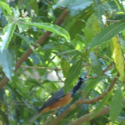 Monarcha melanopsis (Black-faced Monarch) at Mogilla, NSW - 3 Oct 2020 by Jackie Lambert