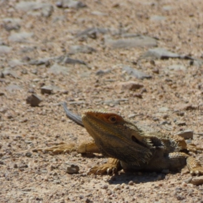 Pogona barbata (Eastern Bearded Dragon) at Kangiara, NSW - 4 Oct 2020 by JackieLambert