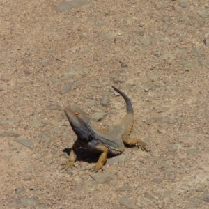 Pogona barbata at Kangiara, NSW - 4 Oct 2020