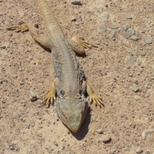 Pogona barbata at Kangiara, NSW - 4 Oct 2020