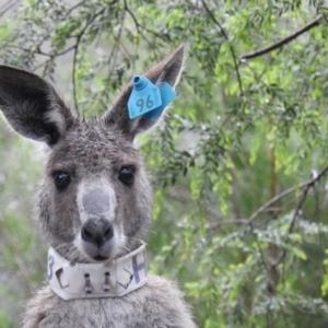 Macropus giganteus at Acton, ACT - 7 Oct 2020