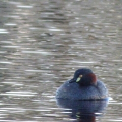 Tachybaptus novaehollandiae (Australasian Grebe) at Kangiara, NSW - 4 Oct 2020 by JackieLambert