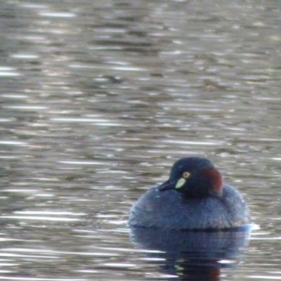 Tachybaptus novaehollandiae (Australasian Grebe) at Kangiara, NSW - 4 Oct 2020 by Jackie Lambert