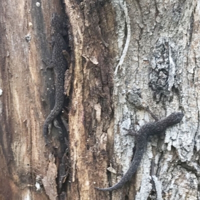 Christinus marmoratus (Southern Marbled Gecko) at Hughes Garran Woodland - 6 Oct 2020 by ruthkerruish