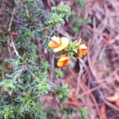 Pultenaea procumbens at Isaacs, ACT - 6 Oct 2020