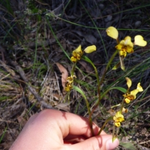 Diuris semilunulata at Kangiara, NSW - 5 Oct 2020