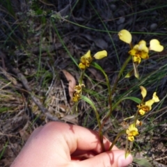 Diuris semilunulata (Late Leopard Orchid) at Kangiara, NSW - 5 Oct 2020 by JackieLambert
