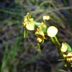 Diuris semilunulata at Kangiara, NSW - 5 Oct 2020